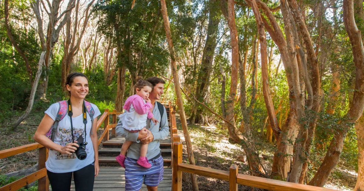¡Corramos al bosque! Tres maneras de descubrir los Arrayanes de Villa La Angostura esta primavera