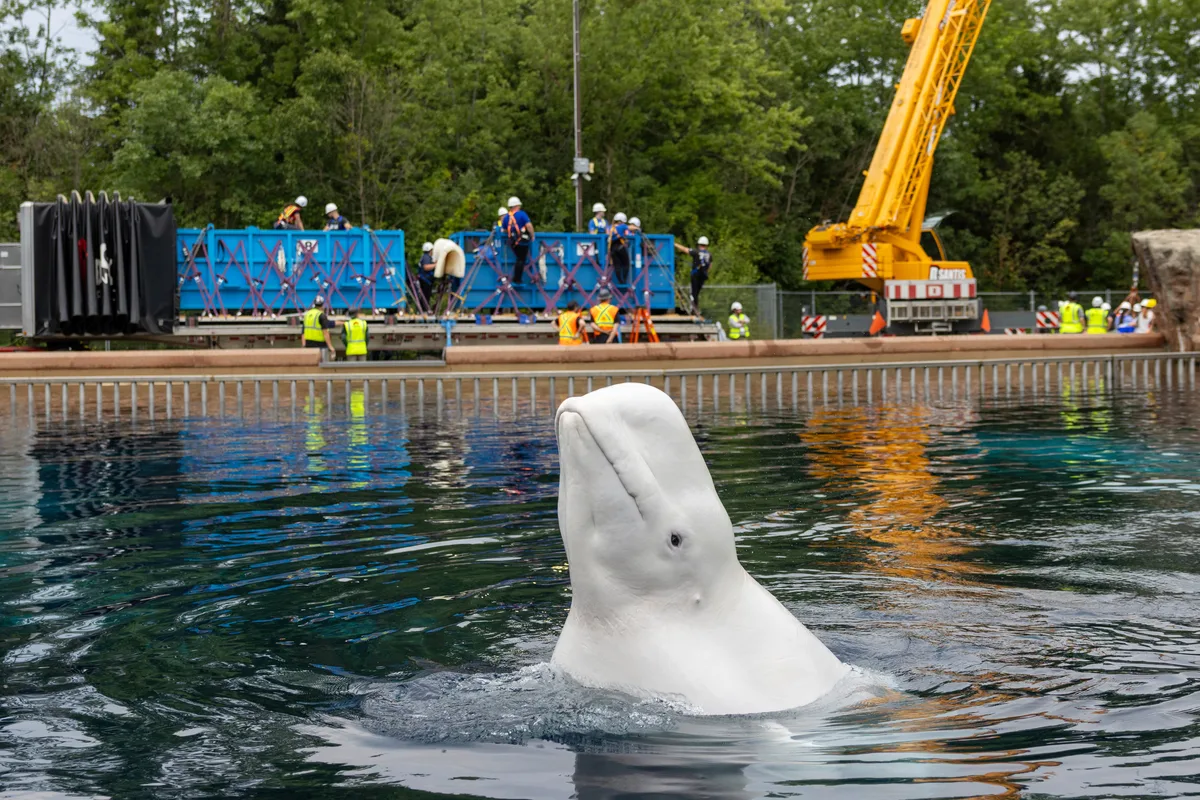 Six more Marineland whales headed to U.S. aquariums