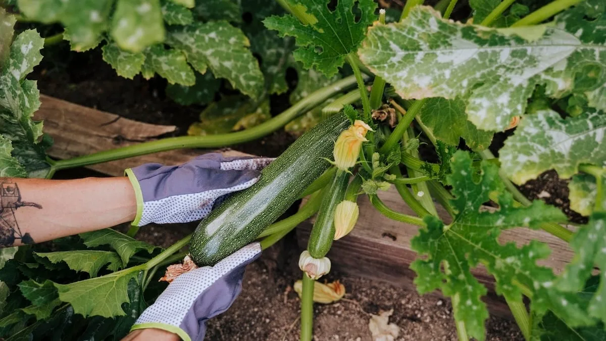 Gut zu wissen - Die größten Lagerfehler bei Zucchini
