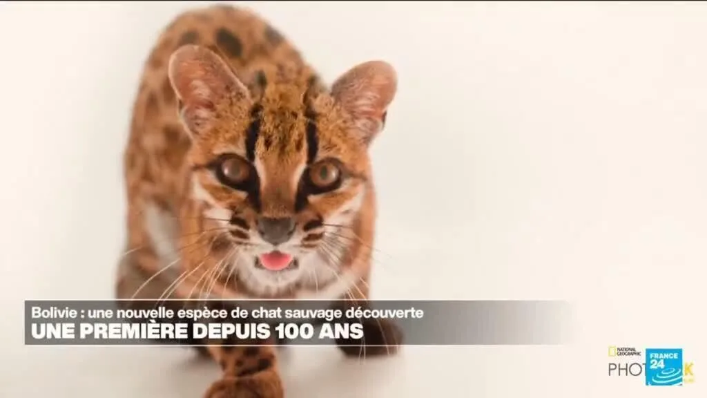 Une nouvelle espèce de chat sauvage découverte en Bolivie, une première en un siècle
