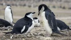 World's largest penguin colony hit by 'alarming' decline in numbers