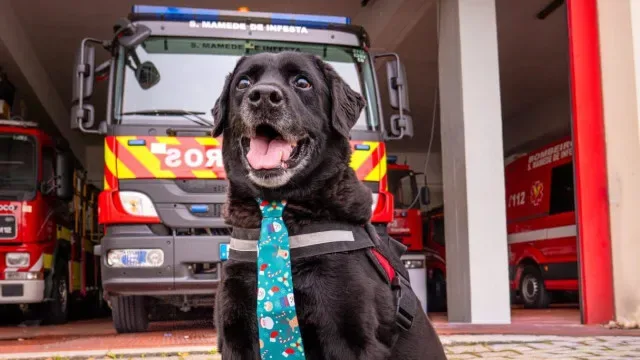 Buddy morreu e deixou bombeiros em luto. "Até sempre, nosso menino"