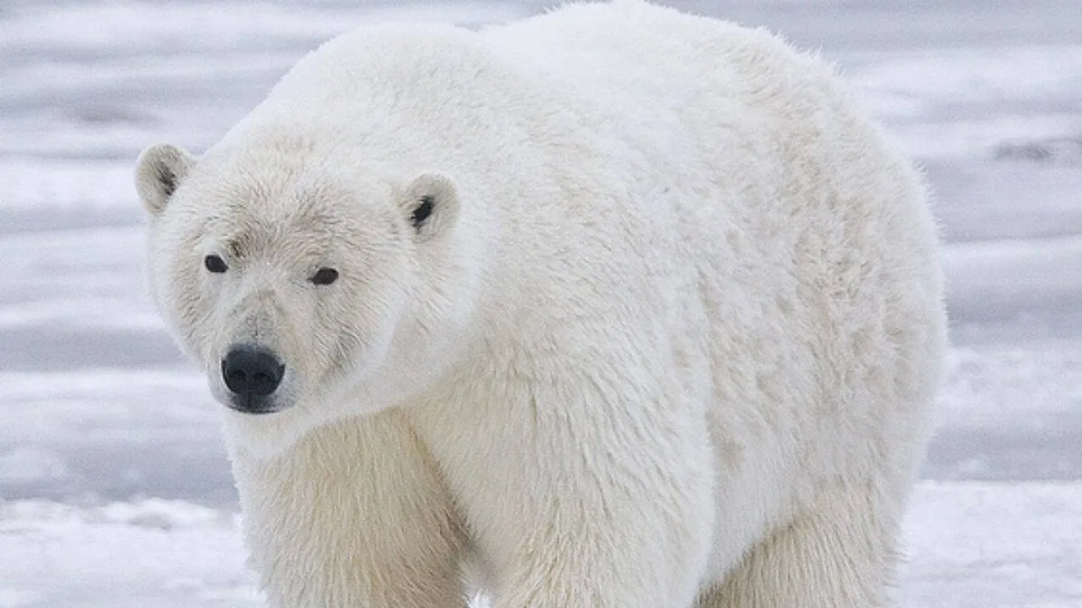 A polar bear destroyed almost an entire seabird colony in Alaska