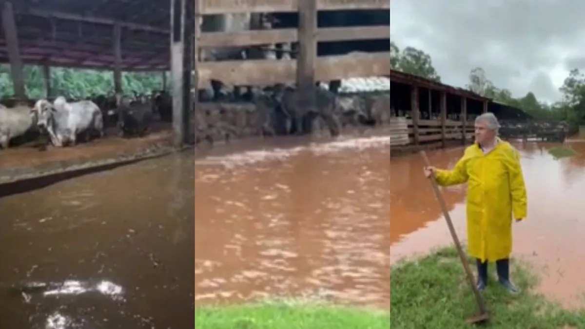 VÍDEO: rio transborda, alaga propriedade rural e arrasta bezerros após chuva intensa no Paraná
