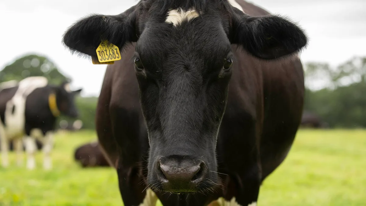 Mad Cow Disease identified at Scottish farm