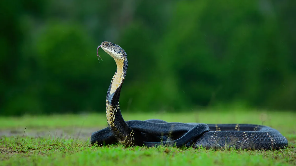 Venomous snakes may use bold colours to warn predators of danger