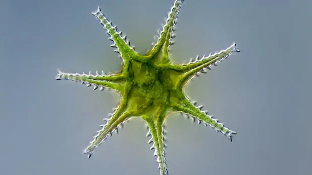 Tiny, beautiful species are going missing from restored forests and wetlands