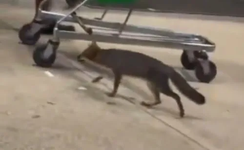 Salud de Quintana Roo busca a personas que tuvieron contacto con un zorro gris; alerta por posible riesgo de rabia