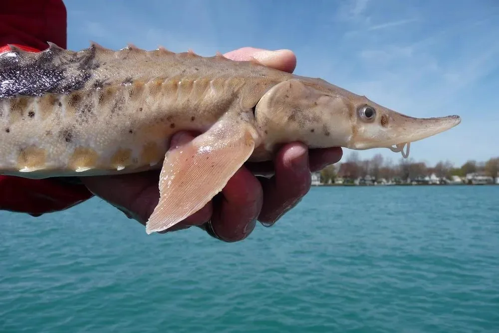 Peixes deste lago conseguem viver mais de 400 anos, descobre novo estudo