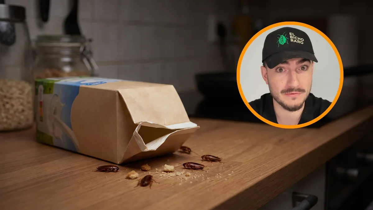 Un experto en plagas advierte: si ves cucarachas pequeñas en tu casa, lo más probable es que sea por culpa de tu brik de leche