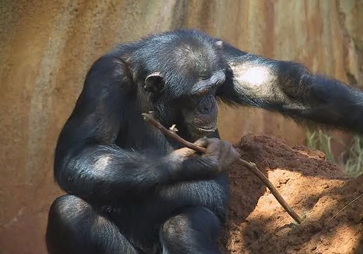 Descubren que los chimpancés ceden sus propias herramientas para 'educar' a sus crías