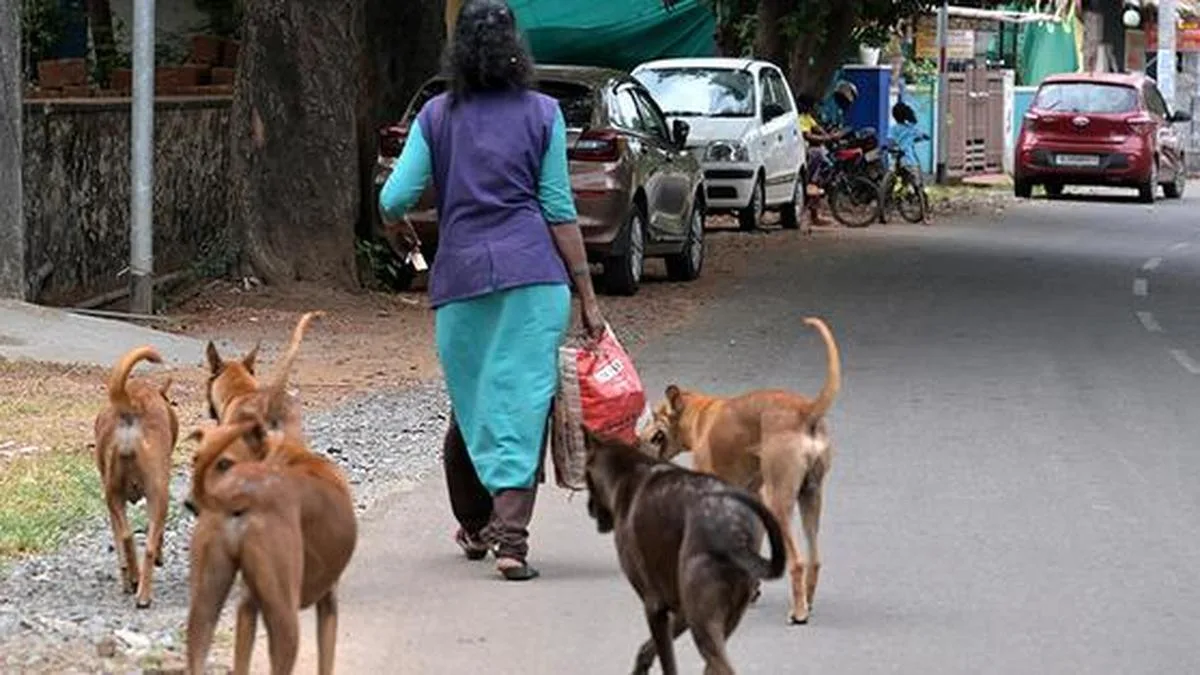 Keralam’s SOP for euthanasia of rabid, dangerous stray dogs | Explained