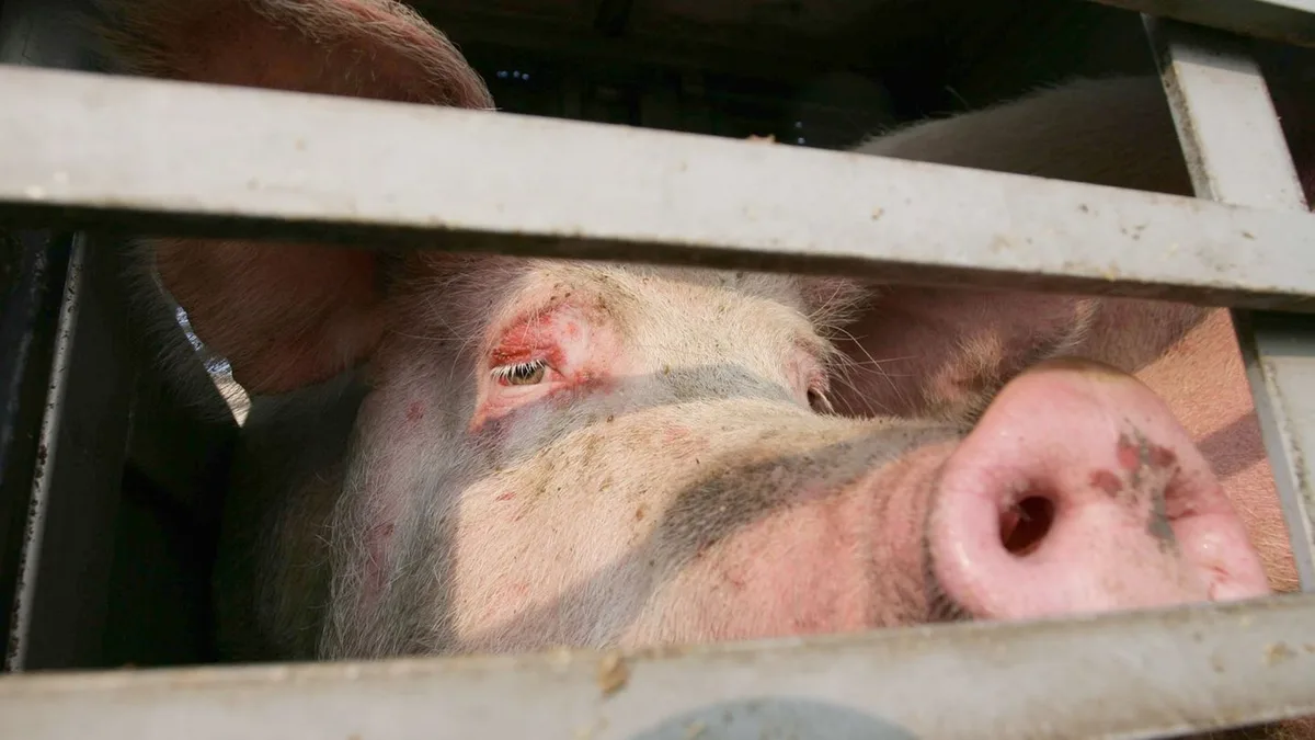 Fahrt ohne Wasser: Polizei stoppt Schweinetransport nach Italien