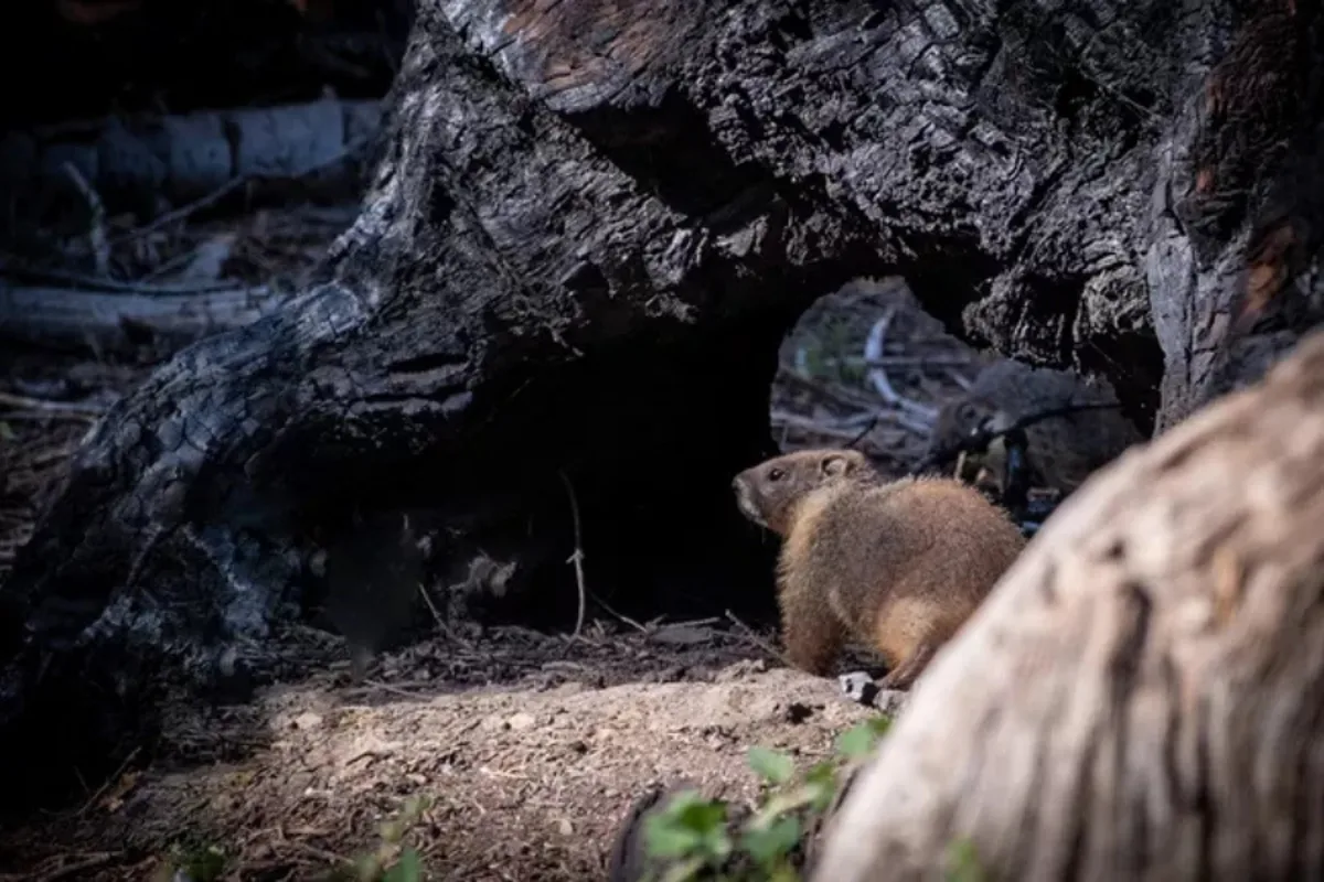 Stolen shoes, sabotaged cars and licked faces: How marmots are causing havoc for hikers in America’s West