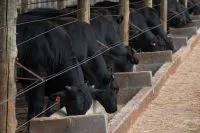 Vacinas impulsionam alta de 9,1% no faturamento da MSD Saúde Animal em 2025