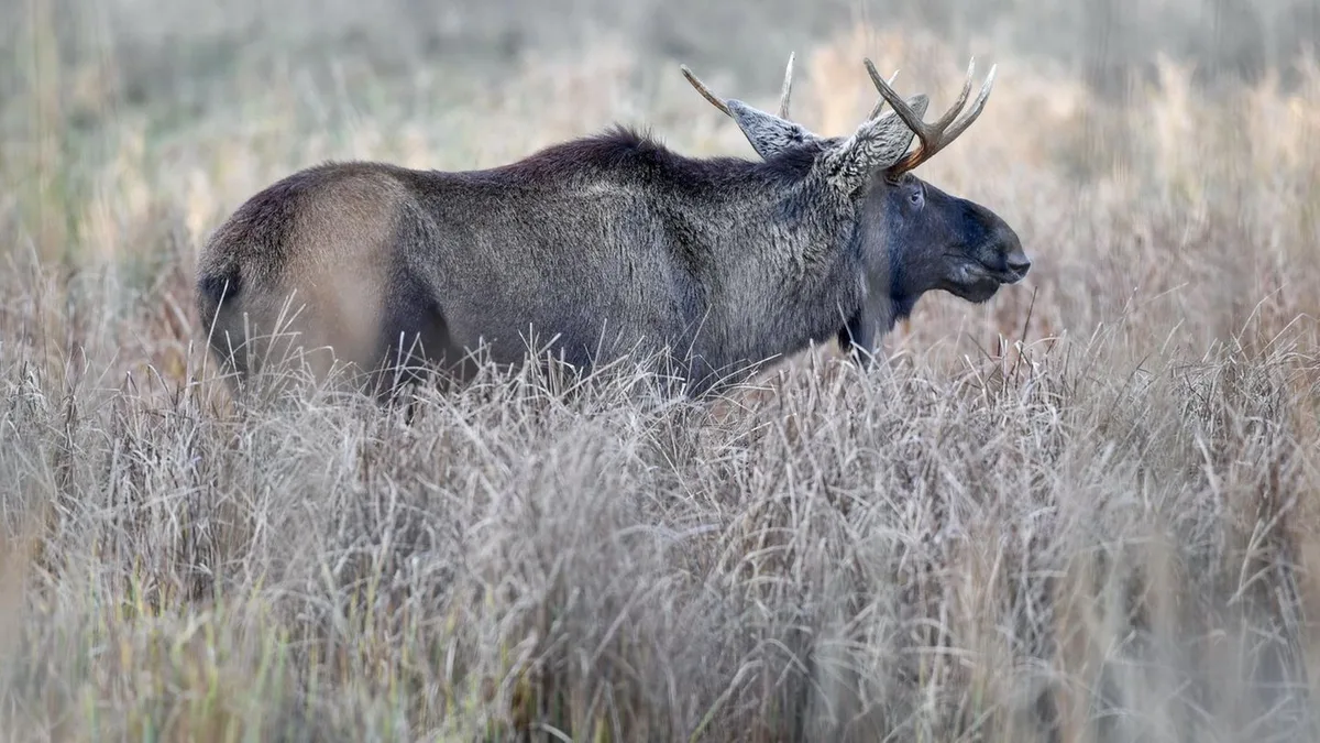 Ungewöhnlicher Besuch: Junger Elch streift durch Niedersachsen