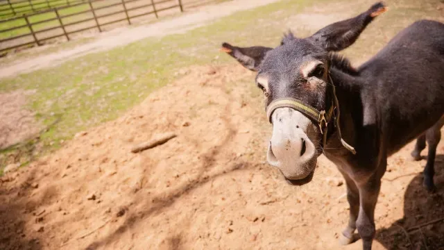 Um burro da Graciosa para celebrar o outono em Serralves
