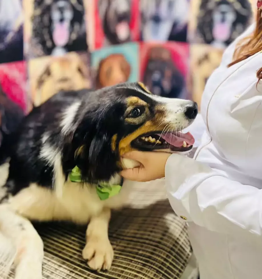 Seu cachorro não desgruda? Apego excessivo pode ser sinal de ansiedade