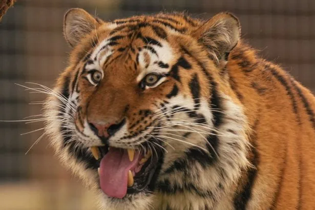 'I work in zoo safety to stop tiger attacks - my warning to visitors across UK'