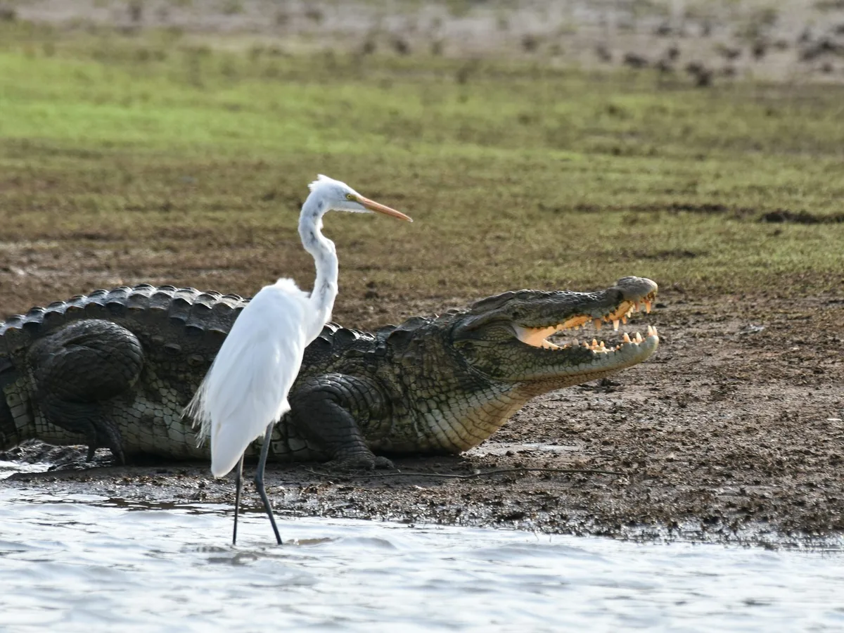 Crocodiles can’t fly. Birds can. Scientists have finally figured out why