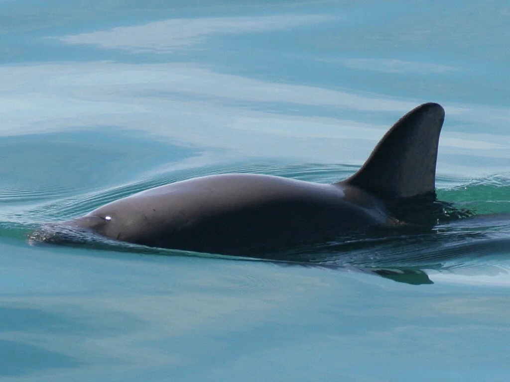 Diseñaron la red perfecta para pescar totoaba en los años 90; 30 años después, esa misma red dejó a la vaquita marina al borde de la extinción total