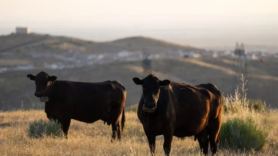 Trump moves to allow farmers, ranchers to process their own food