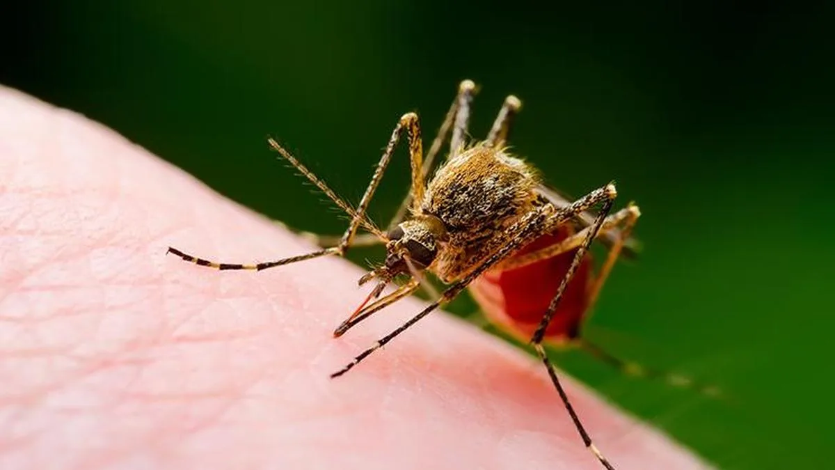 Dengue cases surge in Chennai, over 3000 houses identified with aedes mosquito larvae