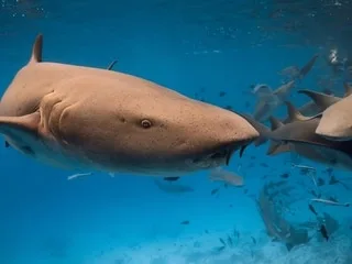 Se filmer en train de nager à côté d’un requin : malgré des cas de morsures, cette inquiétante tendance est en hausse