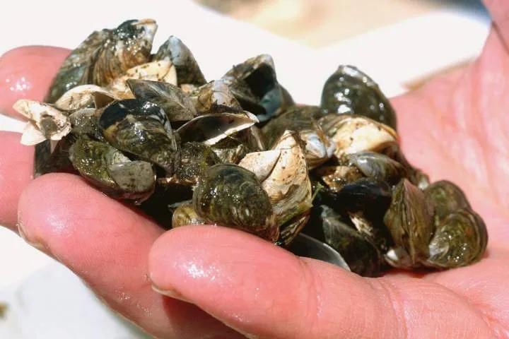 Zebra mussels found during inspection of boat in Saskatchewan provincial park