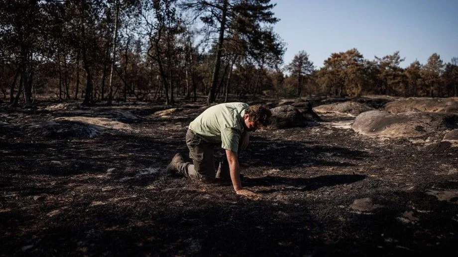 Feux de forêt : réclusion à perpétuité, lourdes amendes, que risquent les pyromanes ?