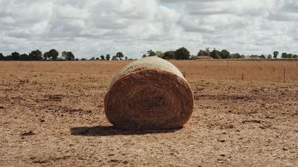 "On tape dans les stocks" : après la sécheresse, les éleveurs recherchent désespérément du fourrage au risque de finir sur la paille