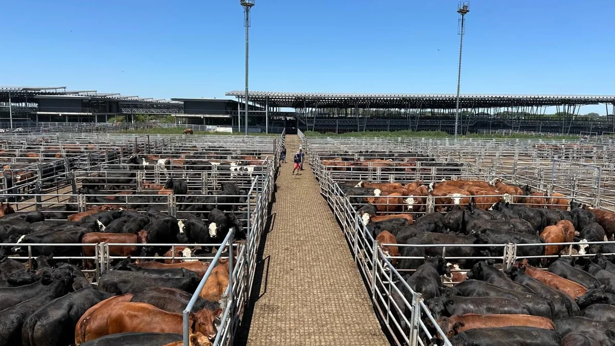 Vacunos: cierre de semana en positivo en el Mercado Agroganadero de Cañuelas