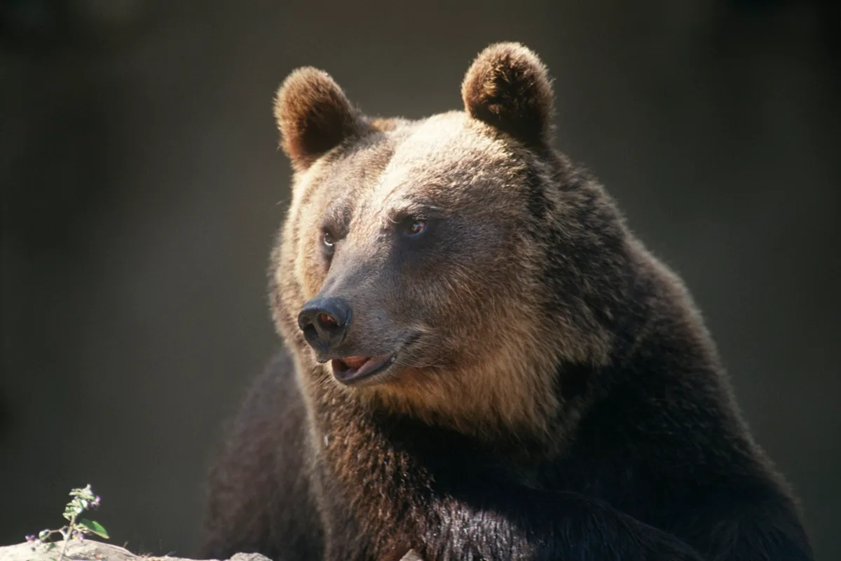 Mulher usa jiu-jítsu para se defender de urso-pardo durante ataque