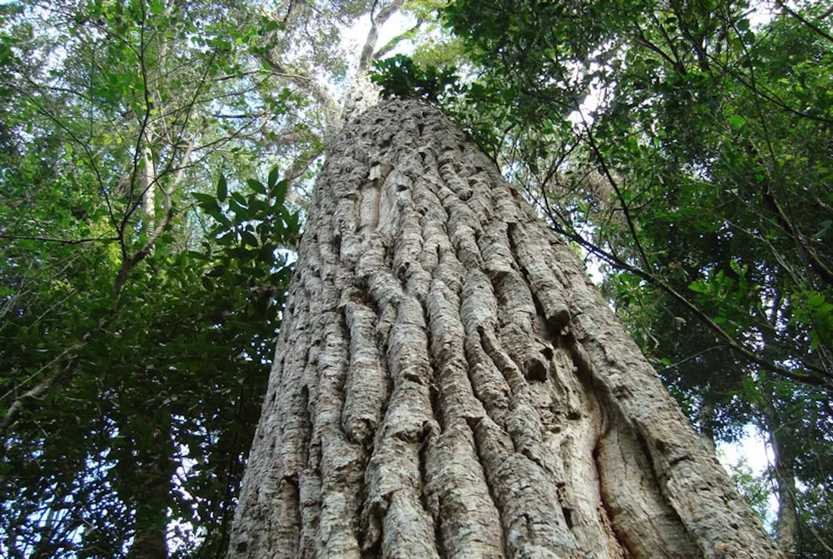 Estudo revela impacto da poluição do ar nas árvores da Mata Atlântica paulista
