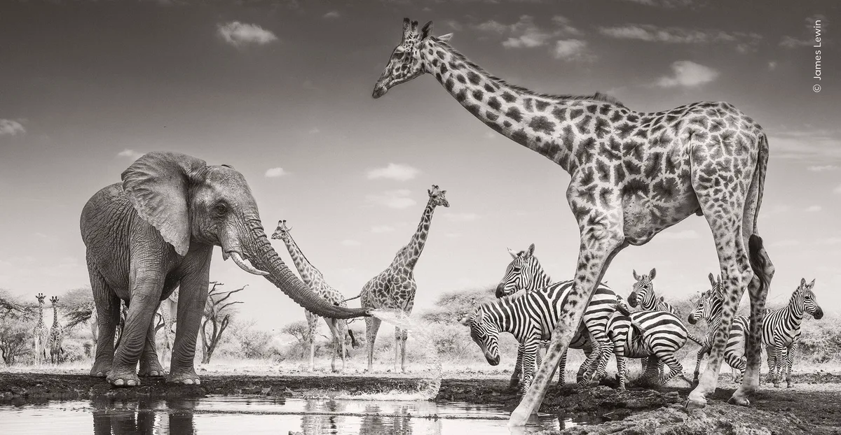 Why Wildlife Photographer of the Year winner used an infrared converted Nikon camera