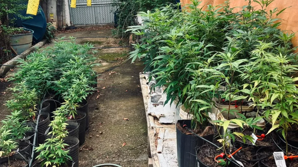 PM descobre laboratório clandestino e apreende mais de 500 pés de maconha em Itupeva