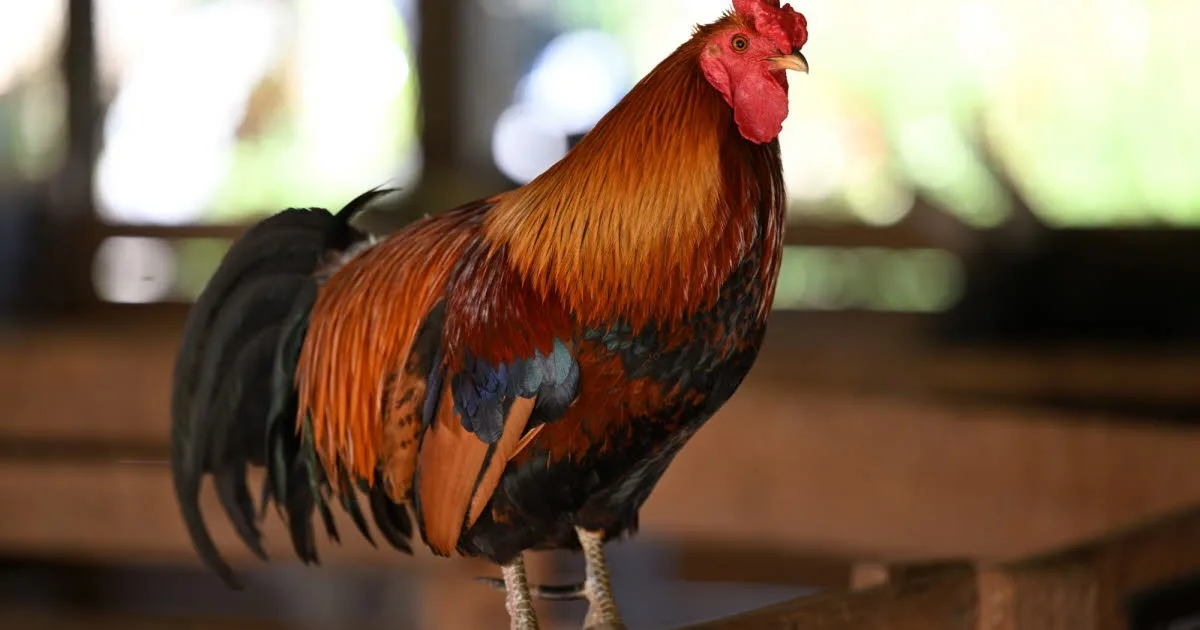 Espagne. Il en avait marre des aboiements de chien : le voisin adopte un coq qui chante, le quartier à bout