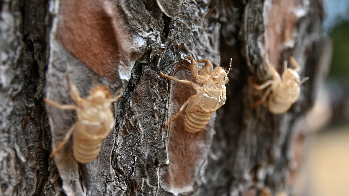 Mississippi’s termite swarms are here: A single treatment can cost up to $1,750