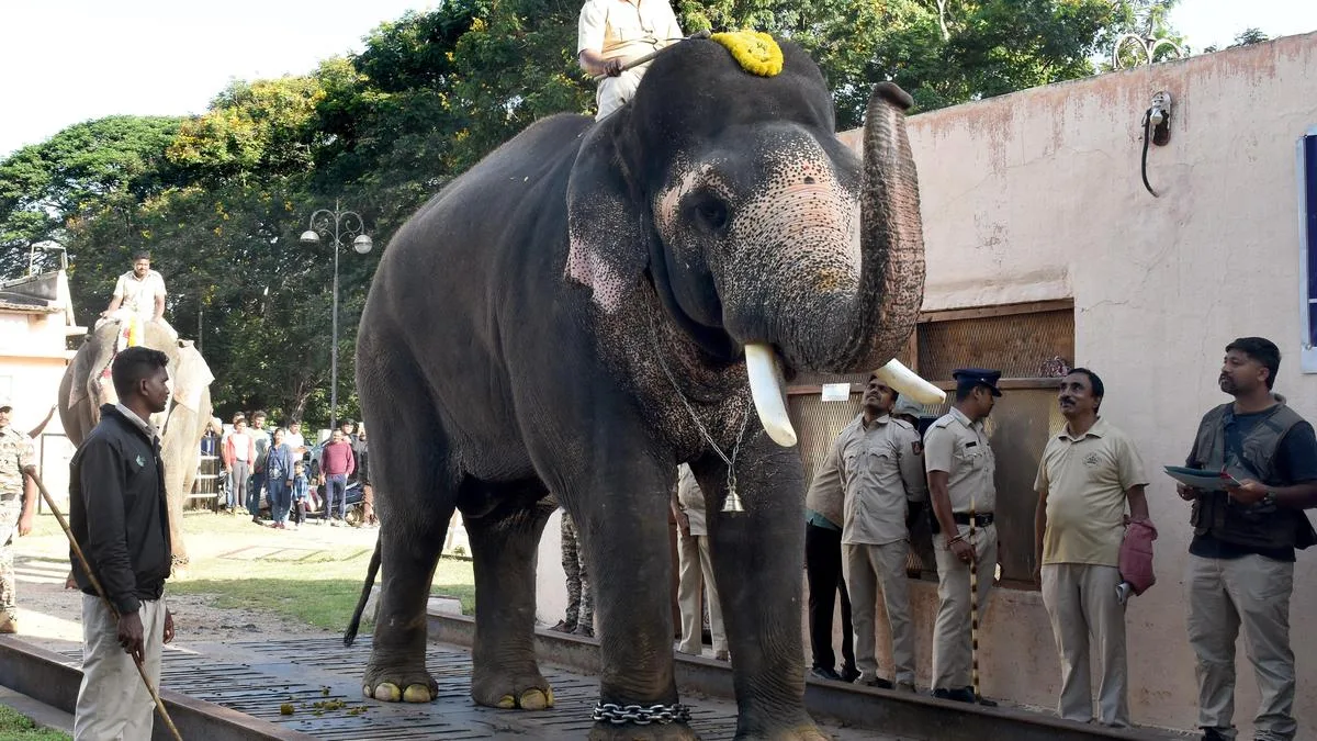 Srikanta heaviest among nine Dasara elephants at 5,790 kg