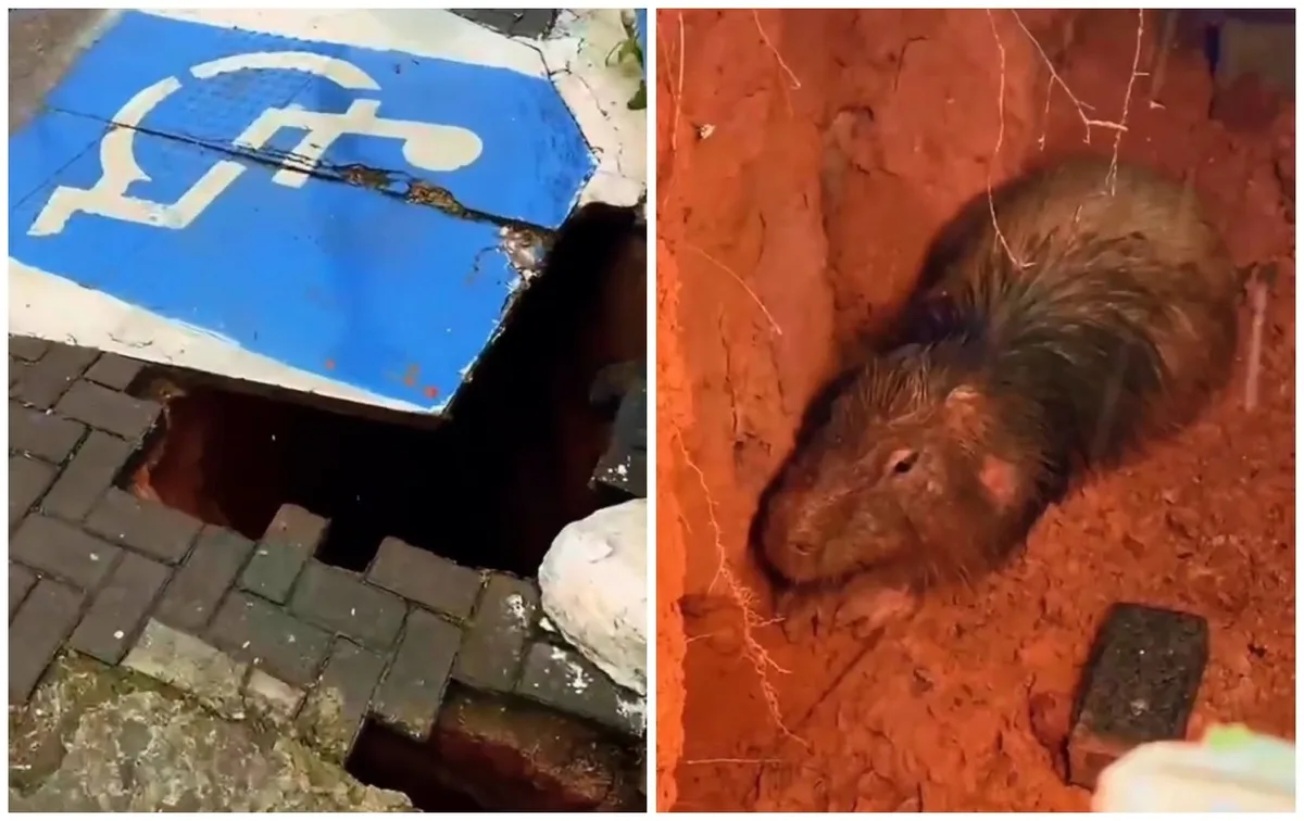 Capivara encontrada dentro de buraco em calçada próxima a córrego é resgatada em Itu