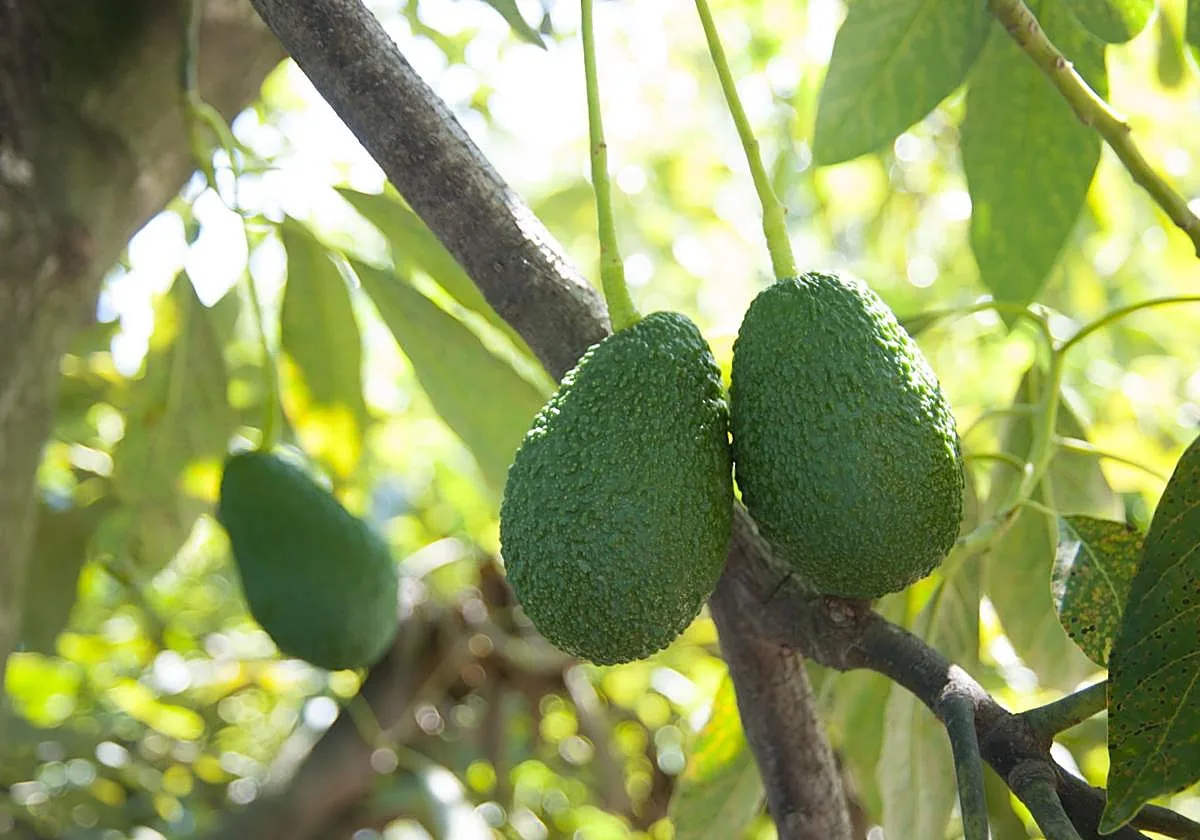 España, en la lucha por liderar el mercado europeo de mango y aguacate