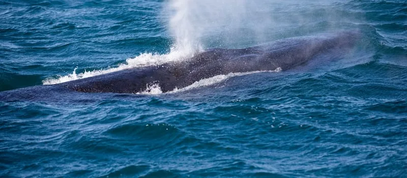 Atlantic Ocean currents can recover from severe climate weakening, study finds