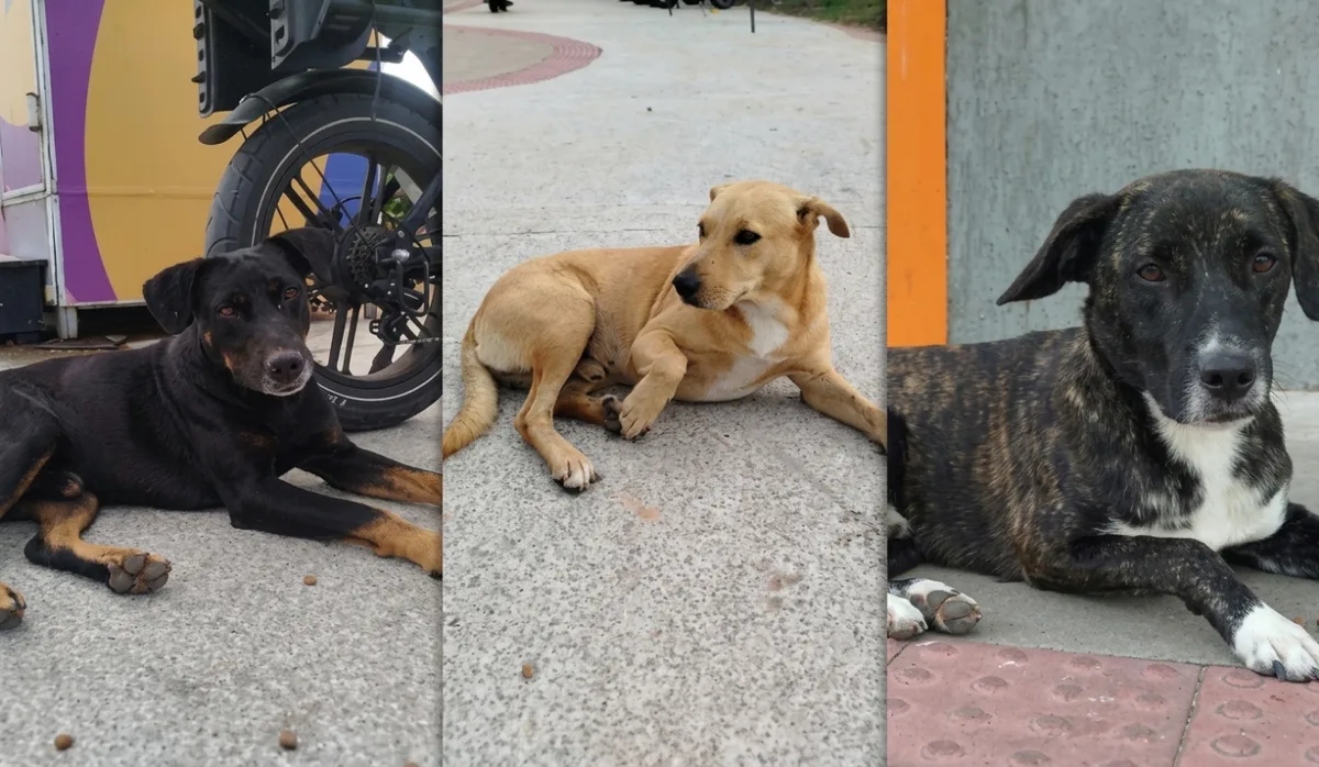 Sumiço de cachorros comunitários preocupa moradores de Jacaraípe