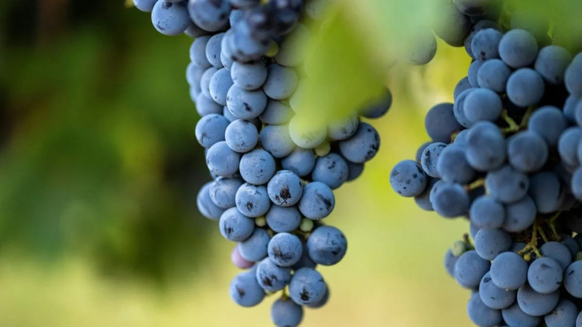 Wegen Extrem-Sommers beginnt Weinlese im Elsass früher denn je