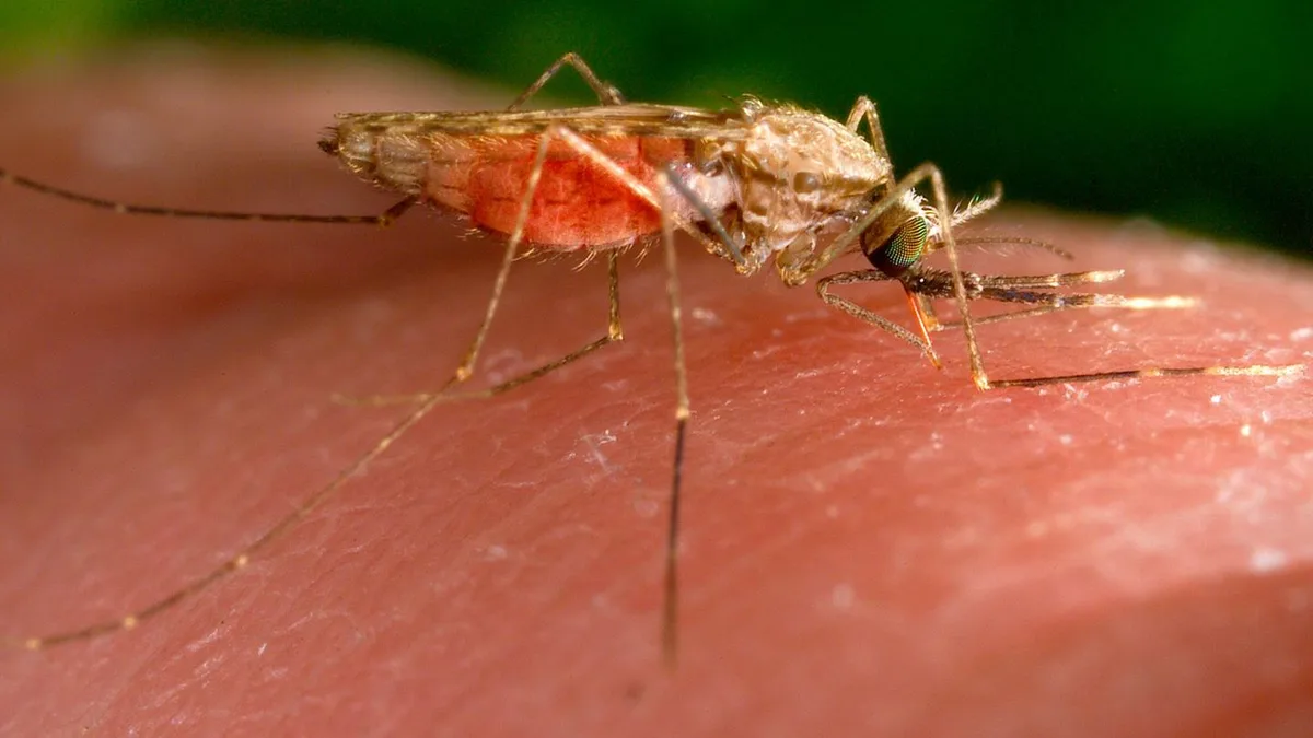 Malaria am Airport: Frankfurter sollen sich jetzt mit Mückenschutz einsprühen