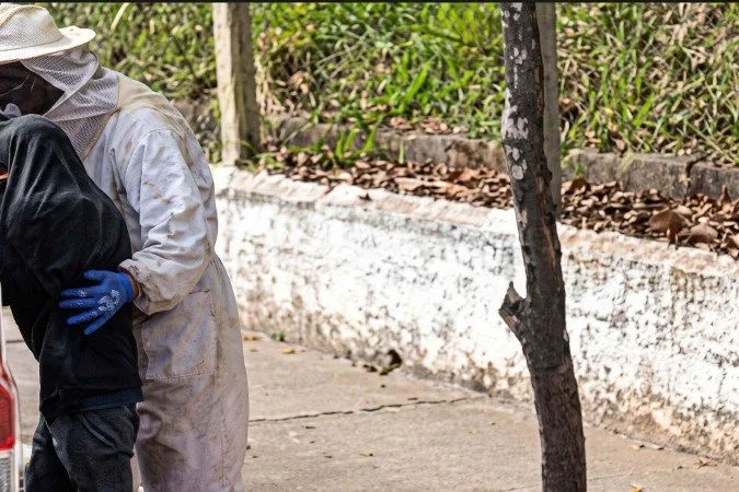 Idoso de 73 anos sobrevive a mais de 200 ferroadas de abelhas em Minas