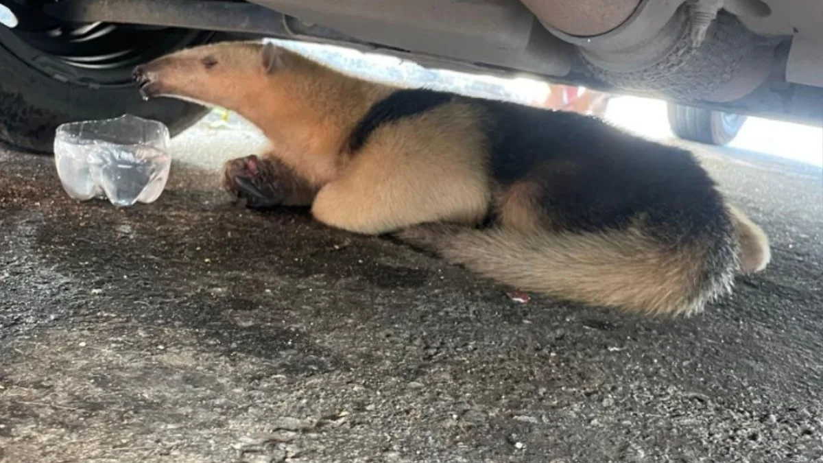 Tamanduá viaja mais de 100 km escondido em motor de carro no ES