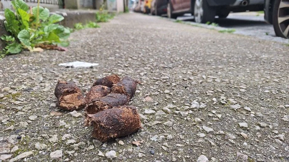 Orvault : un coup de feu tiré pour une histoire de crotte de chien, le maître légèrement blessé