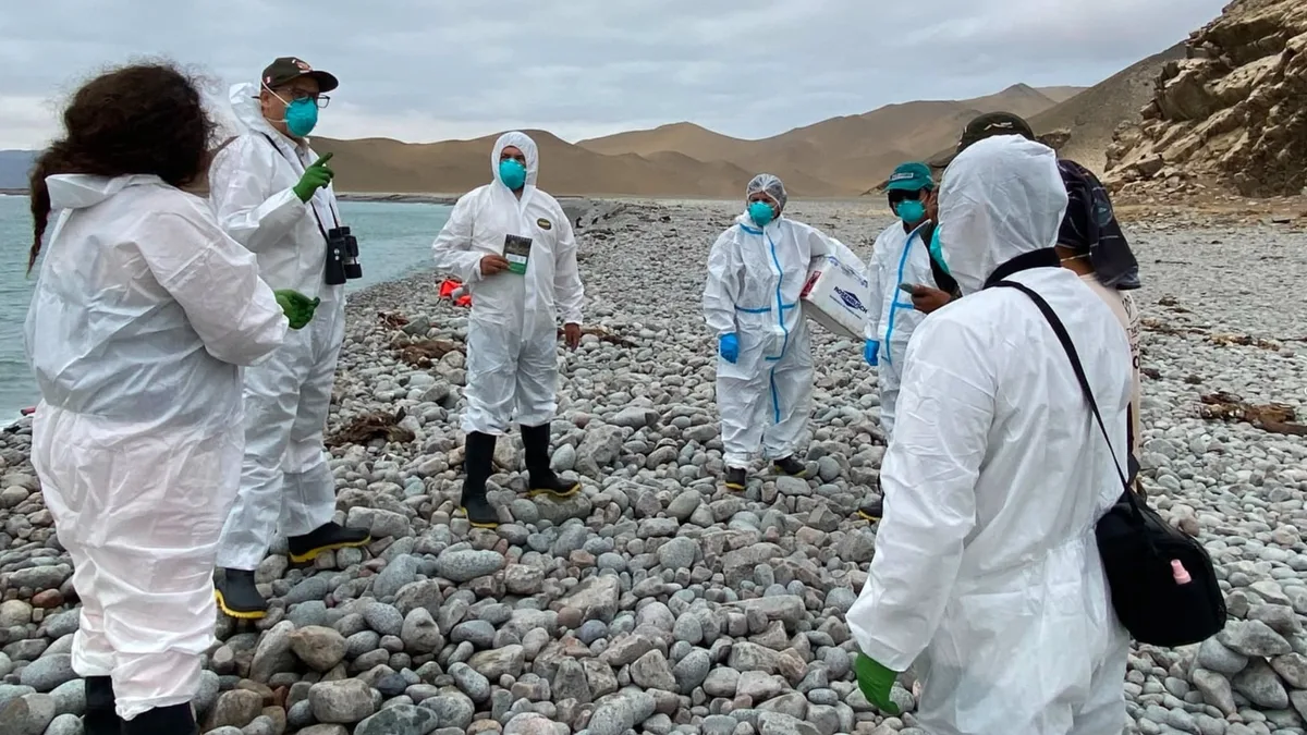 Ica: autoridades preparan respuesta ante eventual presencia de fauna silvestre marina muerta o rezagada en playas de Marcona