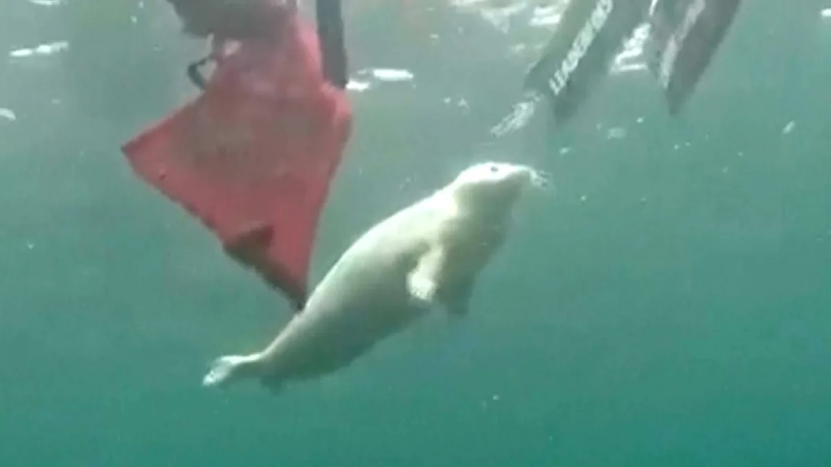 Seltene Begegnung im Ostmeer - Robbe kuschelt mit Tauchern